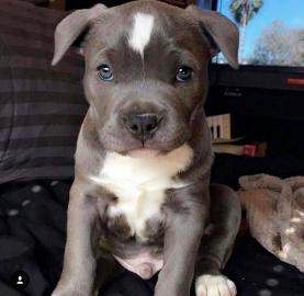 Americk? Pitbull Blueline