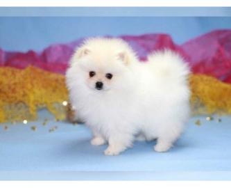 Wundersch?ne Pomeranian/ Zwergspitzwelpe