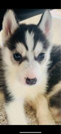 Sch?ne Siberian Husky Welpen bereit zu g