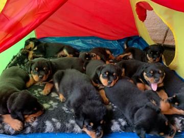 ROTTWEILER WELPEN BEREIT MIT PAPIEREN