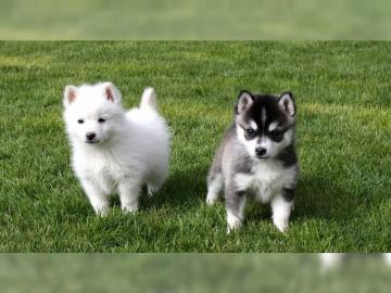 Pomsky F1 Welpen