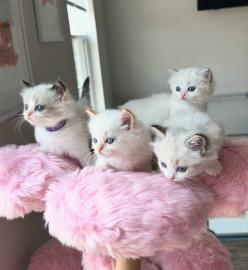 Katzenbaby sucht ein Zuhause