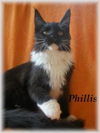Maine Coon mit Staubaum