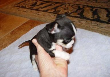 Chihuahua welpe 9 weibchen reinrassig