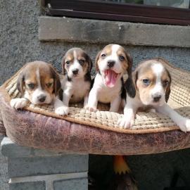 Kerry Beagle Welpen zu verkaufen!