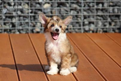 Chinesischer Schopfhund/Chinese crested