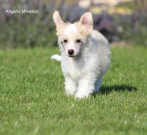 Chinesischer Schopfhund/Chinese crested