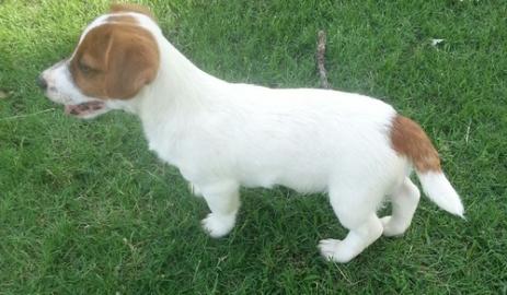 m�nnliche und weibliche Jack-Russell-Wel