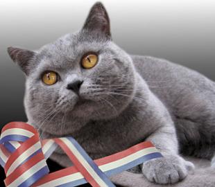 Britische shorthaire zum Verkauf