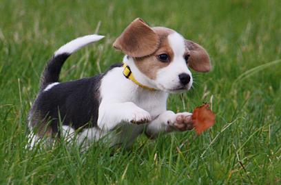 Beagle Welpen reinrassig , tricolor zum