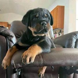Rottweiler-Welpen suchen ein liebevolle