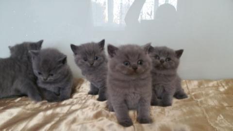 Reinrassige BKH Babies