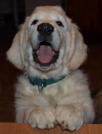 Golden Retriever Welpen mit Pedigree