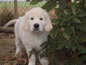 Golden Retriever Welpen mit Pedigree