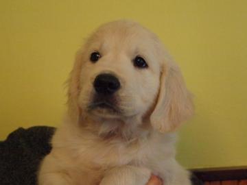 Golden Retriever Welpen mit Pedigree