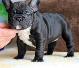 Einfache Franz�sisch Bulldogge Welpen zu