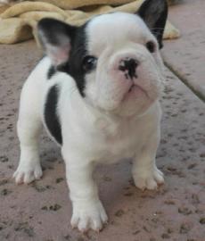 Einfache Franz�sisch Bulldogge Welpen zu
