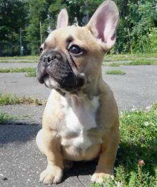 Einfache Franz�sisch Bulldogge Welpen zu