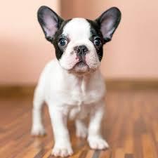 Wundersch?ne Franz?sische Bulldoggen Wel