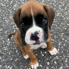 S��e Boxer-Welpen abzugeben