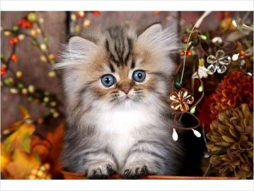 Qualit�t Munchkin K�tzchen
