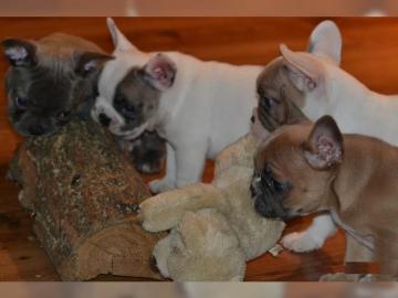 Franz?sische Bulldog Welpen mit Papieren