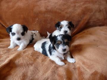 S��e Biewer Yorkshire Terrier Welpen