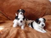 S��e Biewer Yorkshire Terrier Welpen