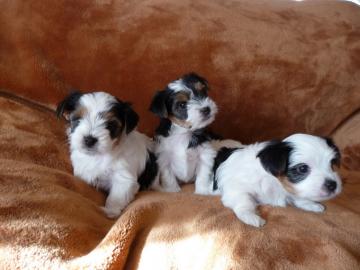S��e Biewer Yorkshire Terrier Welpen