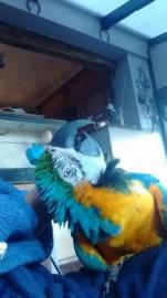 registrierte Papageien