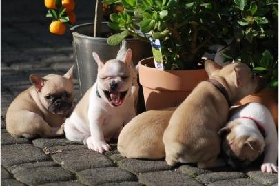 Franz- Bulldogg. Welpen
