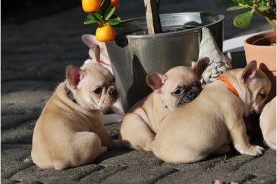 Franz- Bulldogg. Welpen