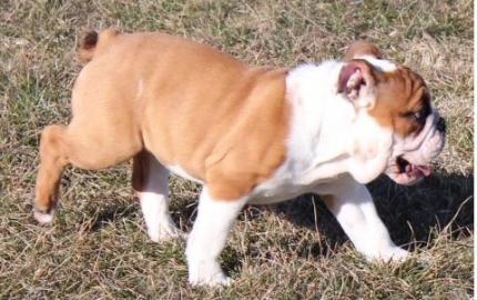 English Bulldogge Cubs