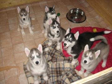 S��e Reinrassige Siberian Husky Welpen
