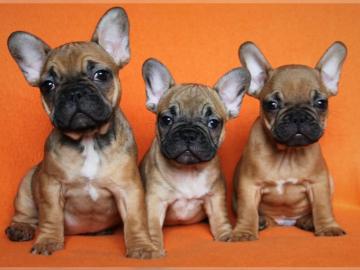 Franz�sische Bully Welpen mit Papiere