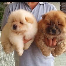 reinrassige Chow Chow Welpen