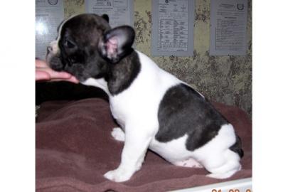 Franz�sisch Bulldog Welpen mit Papiere