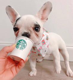 franz�sische bulldogge welpen