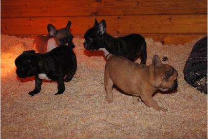 Franz�sische Bulldoggen Welpen 8 Wochen