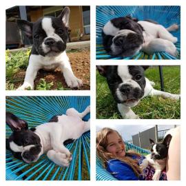 Franz?sische Bulldogge Welpen Blue / Bla