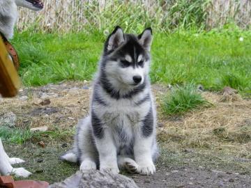 Sechs Siberian Husky Welpen von den sech