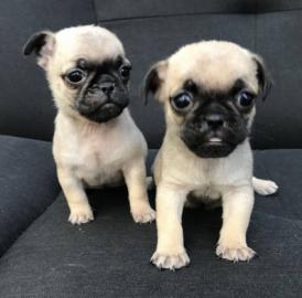 Mops Welpe sucht ein neues zu Hause what