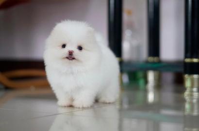 Pomeranian Freunde!!! unsere wundersch?n