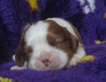 Cavalier King Charles Spaniel