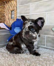 Franz�sische Bulldoggen-Welpen