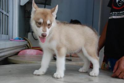 Siberian Husky Welpen