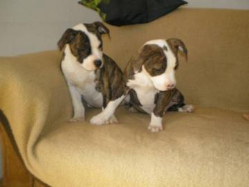 Super Erh?ltlich American Staffordshire