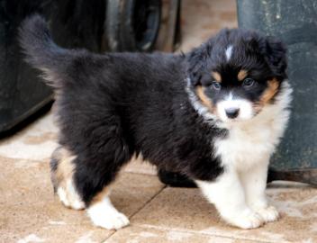 Australian Shepherd Welpen suchen ein