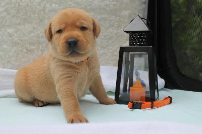Labrador Welpen