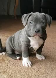 Pitbull Welpen verf�gbar Kostenlos